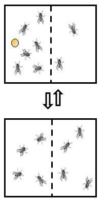 flies